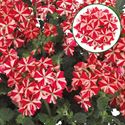 Bild von Verbena P12 Red star